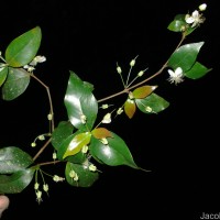 Eugenia roxburghii DC.